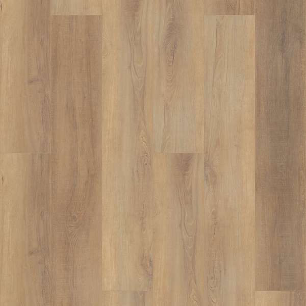 Canterbury Elm