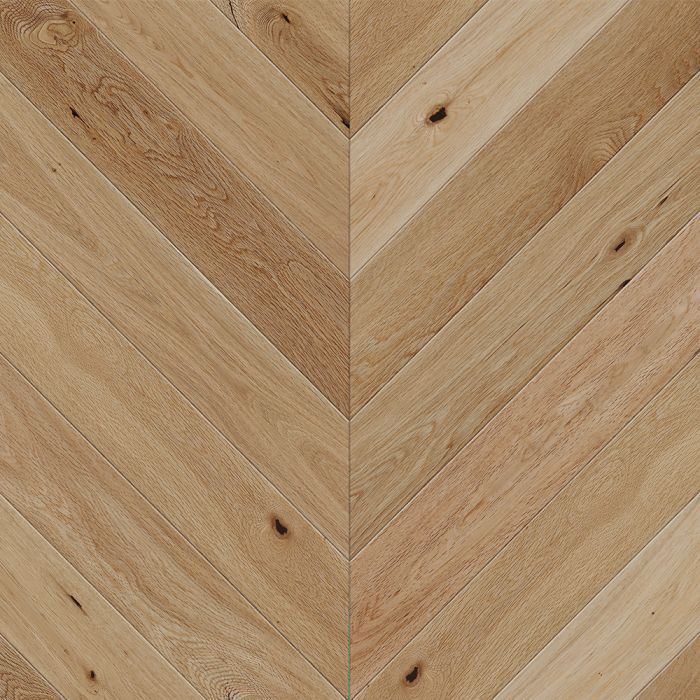 504, BELLA, EUROPEAN OAK, VANDYCK